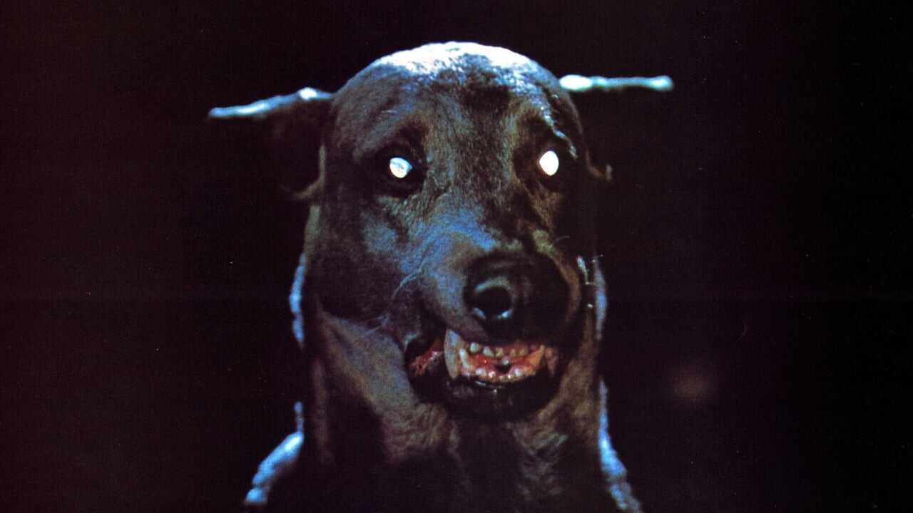 Dracula's Dog 0