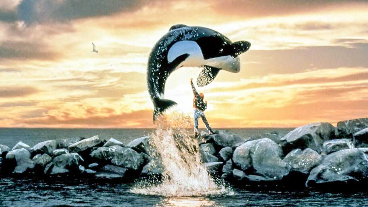 Free Willy 0