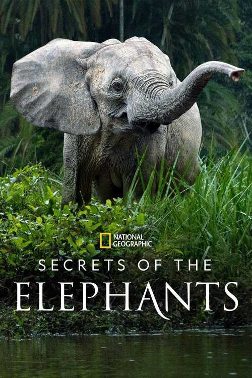 |EN| Secrets of the Elephants 8