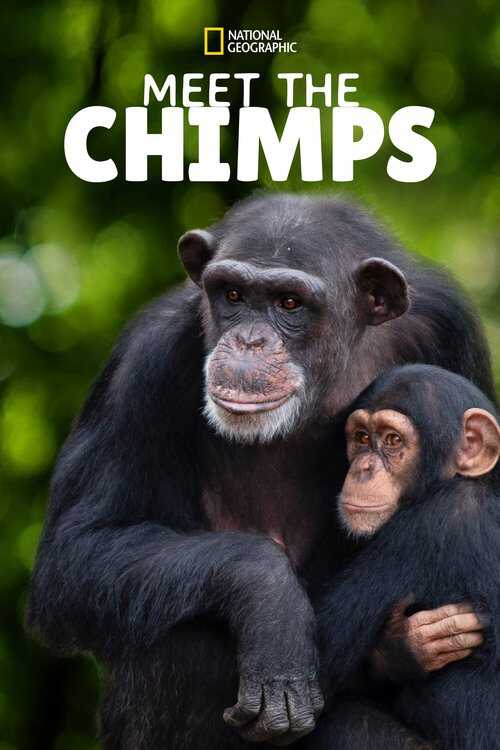|NL| Meet the Chimps 8