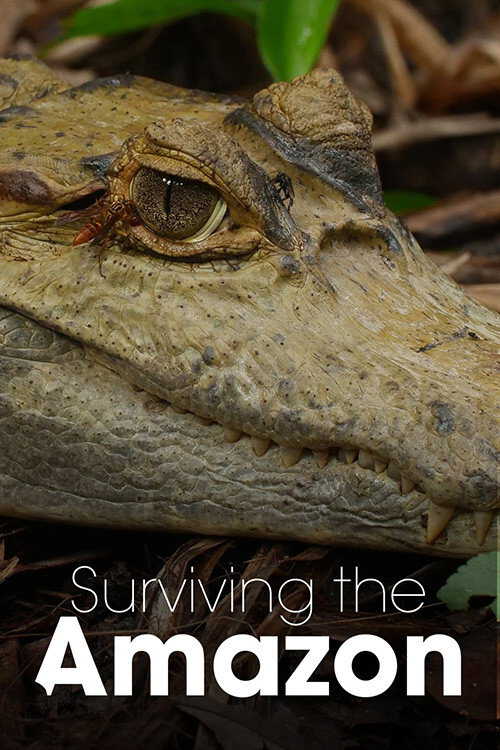 |NL| Surviving the Amazon 8