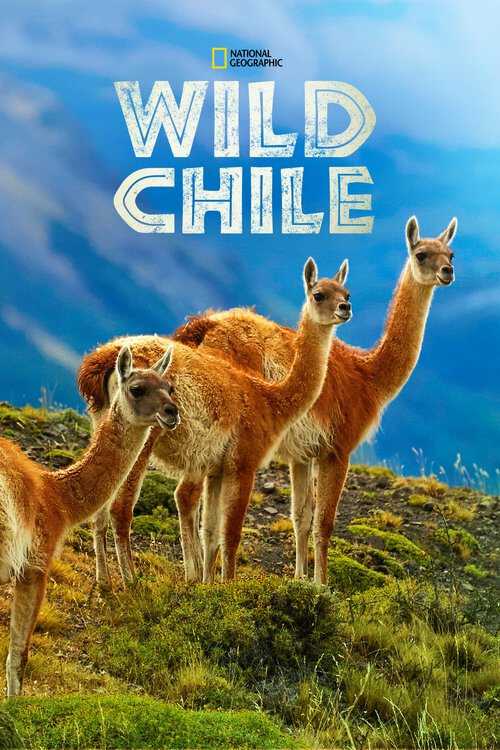 |NL| Wild Chile 8