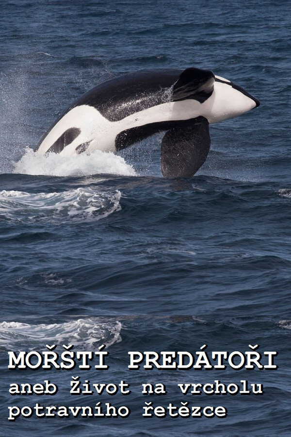 |EN| Ocean Predators 8