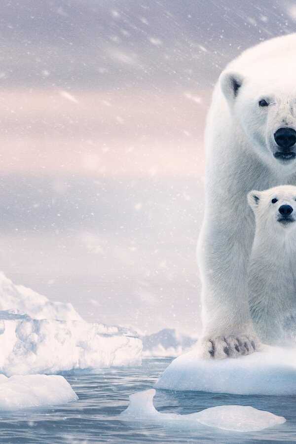Eisbären (2022) 0