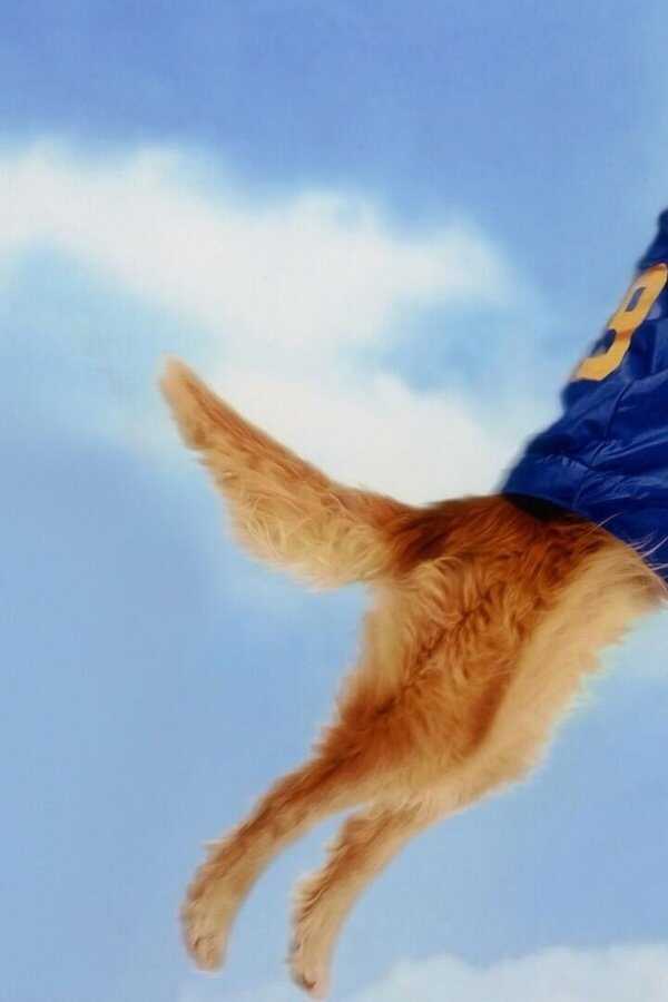 Air Bud : Buddy star des paniers (1997) 0