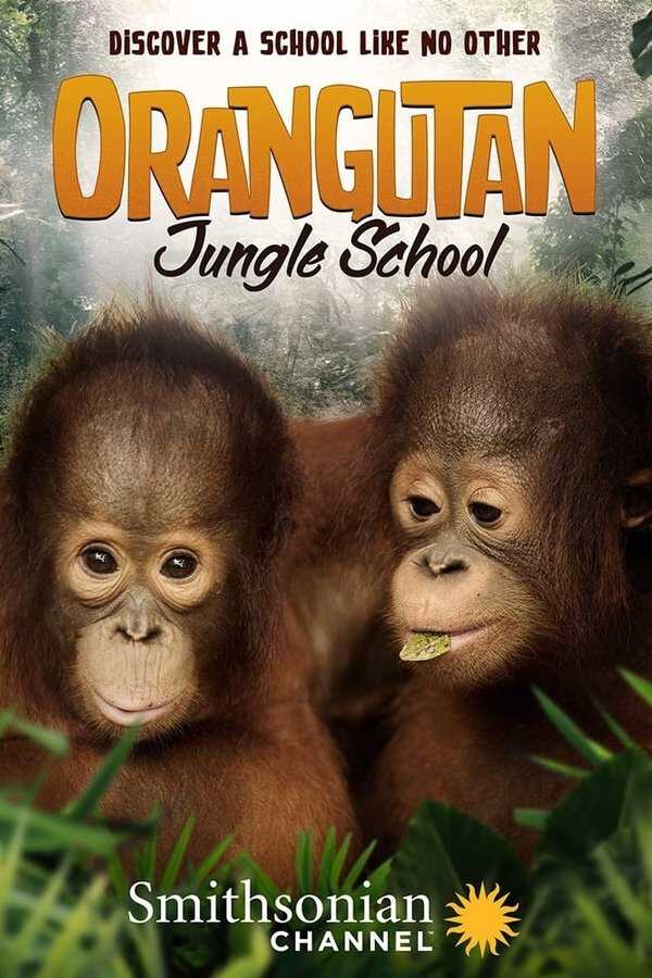 |EN| Orangutan Jungle School 8