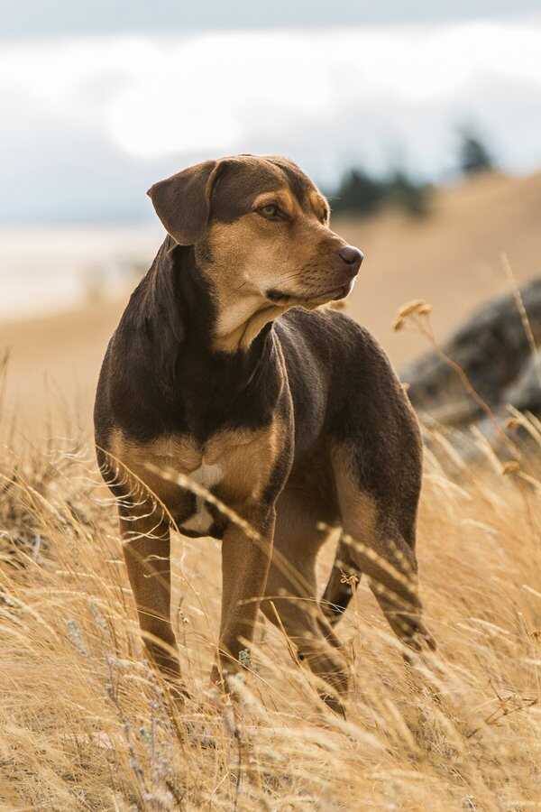 A Dog's Way Home (2019) 0