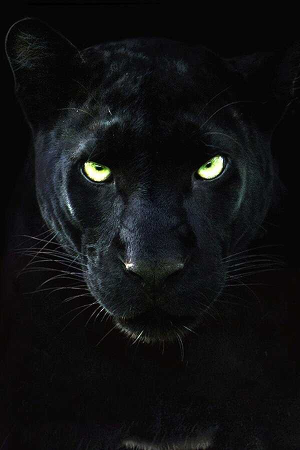 The Real Black Panther (2020) 0