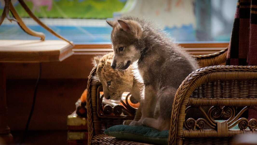 The Wolf and the Lion (2021) 0