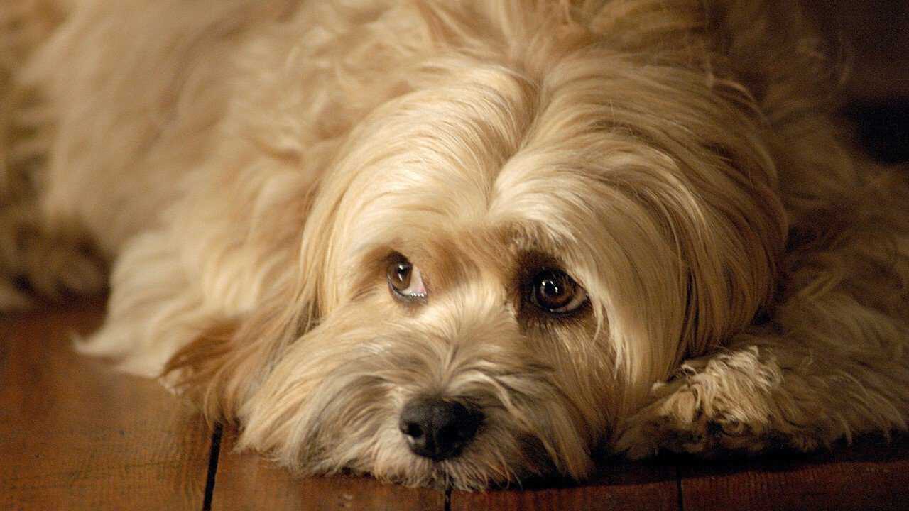 For the Love of Benji 0