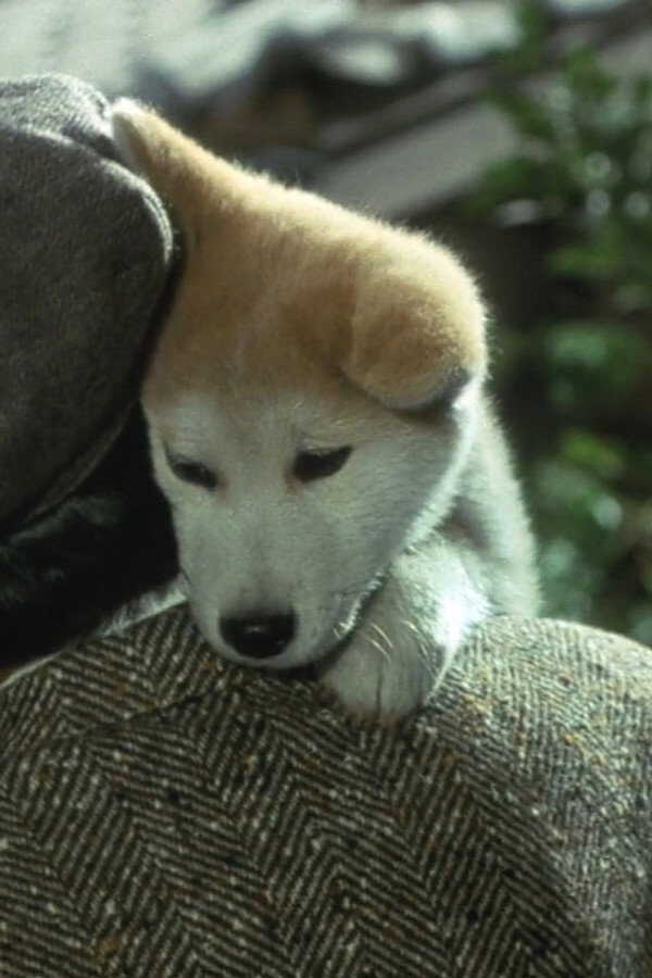 Hachiko - Wahre Freundschaft währt ewig (1987) 0