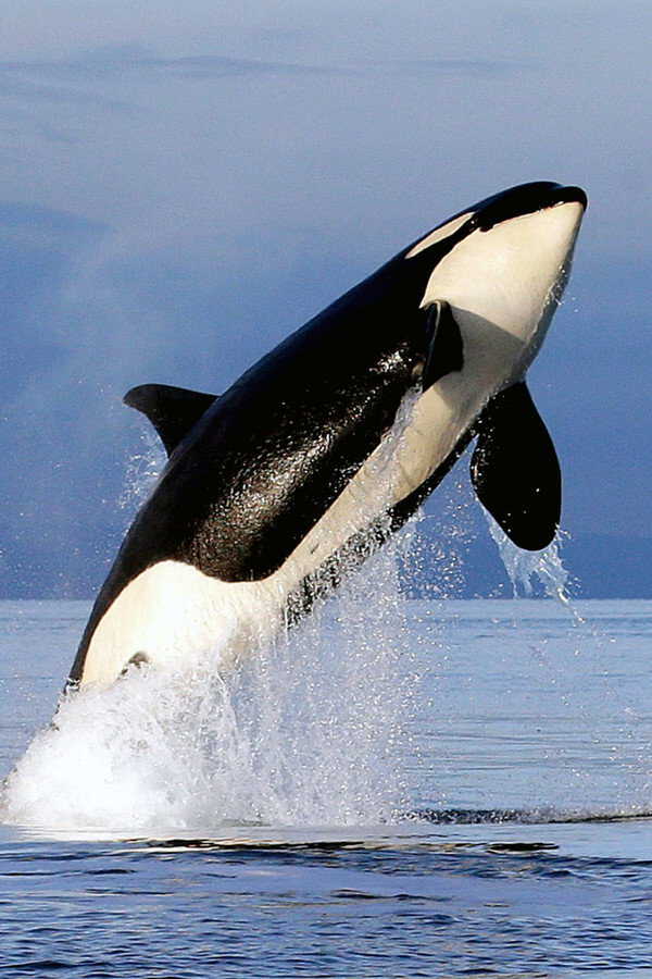 Free Willy 2 - Freiheit in Gefahr (1995) 0